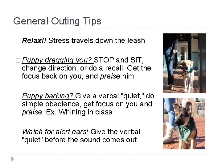 General Outing Tips � Relax!! Stress travels down the leash � Puppy dragging you?