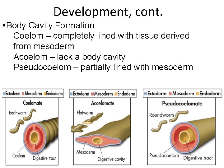 Development, cont. §Body Cavity Formation Coelom – completely lined with tissue derived from mesoderm