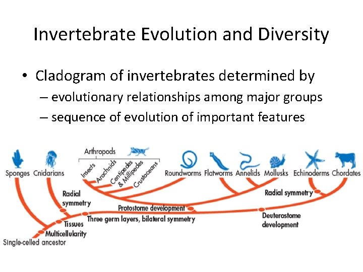 Invertebrate Evolution and Diversity • Cladogram of invertebrates determined by – evolutionary relationships among