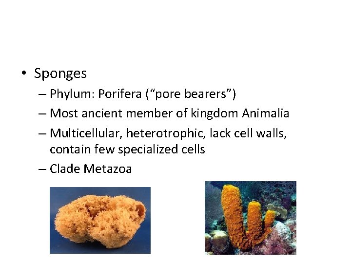  • Sponges – Phylum: Porifera (“pore bearers”) – Most ancient member of kingdom