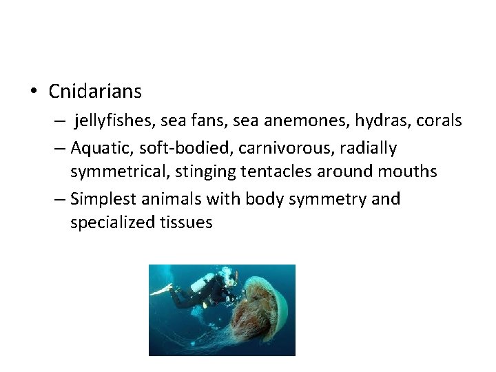  • Cnidarians – jellyfishes, sea fans, sea anemones, hydras, corals – Aquatic, soft-bodied,