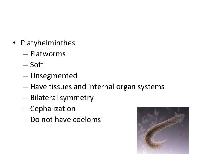  • Platyhelminthes – Flatworms – Soft – Unsegmented – Have tissues and internal