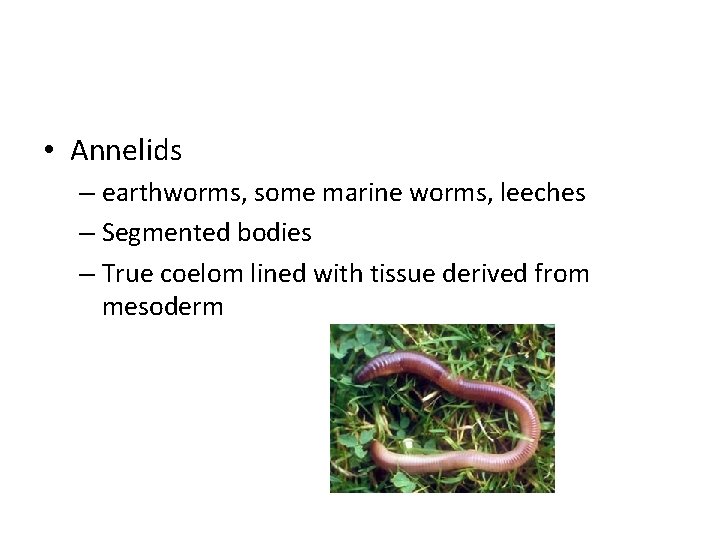  • Annelids – earthworms, some marine worms, leeches – Segmented bodies – True