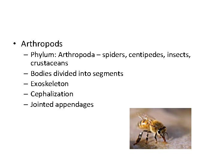  • Arthropods – Phylum: Arthropoda – spiders, centipedes, insects, crustaceans – Bodies divided