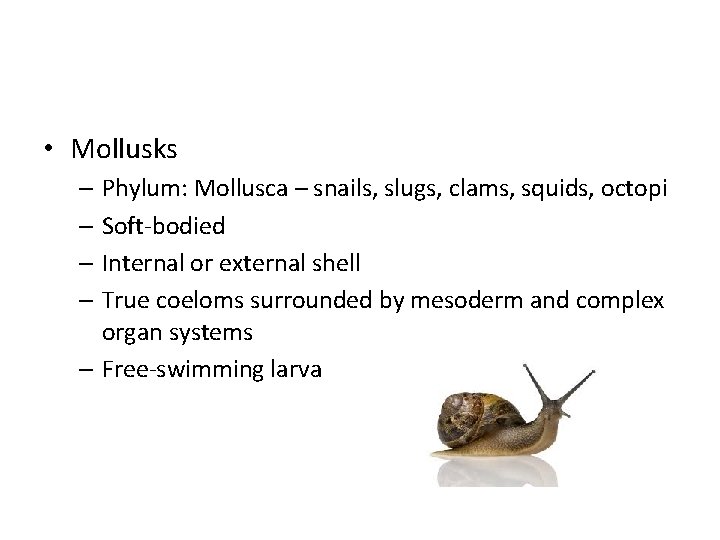  • Mollusks – Phylum: Mollusca – snails, slugs, clams, squids, octopi – Soft-bodied