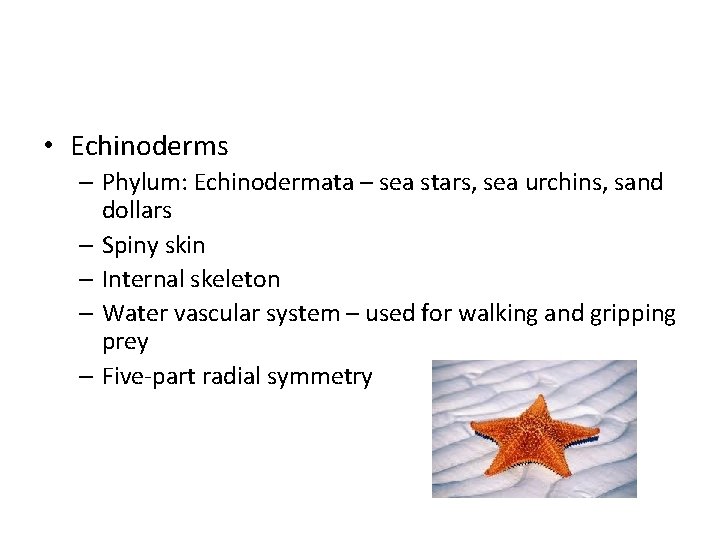  • Echinoderms – Phylum: Echinodermata – sea stars, sea urchins, sand dollars –