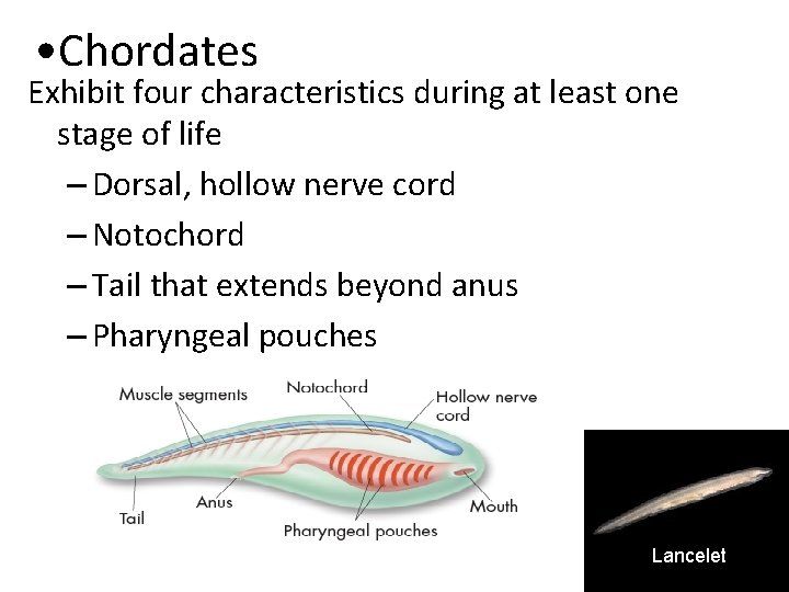  • Chordates Exhibit four characteristics during at least one stage of life –