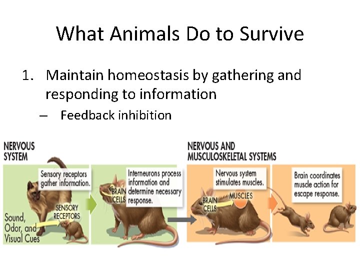 What Animals Do to Survive 1. Maintain homeostasis by gathering and responding to information