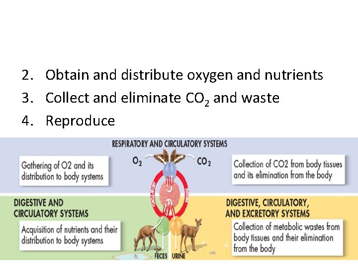 2. Obtain and distribute oxygen and nutrients 3. Collect and eliminate CO 2 and