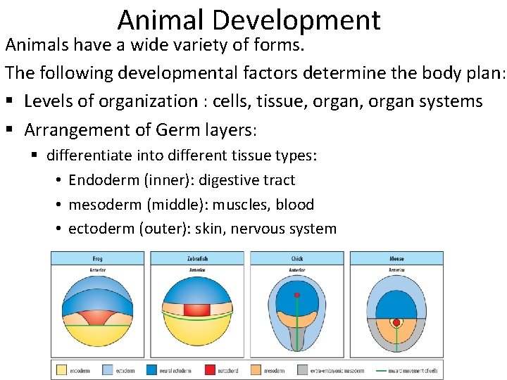 Animal Development Animals have a wide variety of forms. The following developmental factors determine