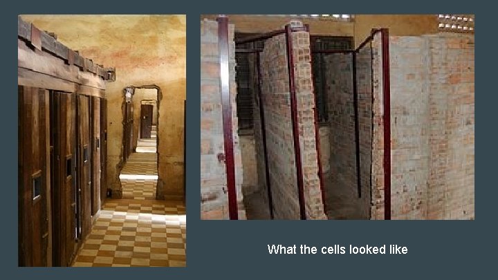 What the cells looked like 