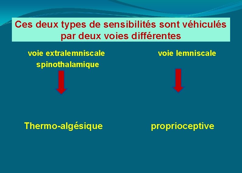 Ces deux types de sensibilités sont véhiculés par deux voies différentes voie extralemniscale voie