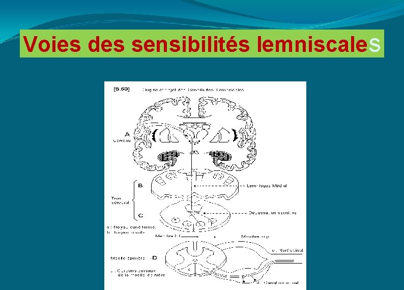 Voies des sensibilités lemniscales 