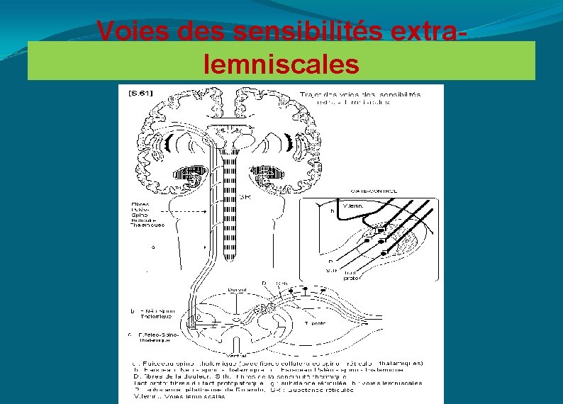Voies des sensibilités extralemniscales 