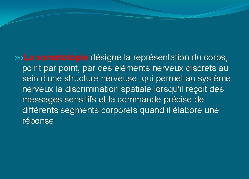  La somatotopie désigne la représentation du corps, point par point, par des éléments