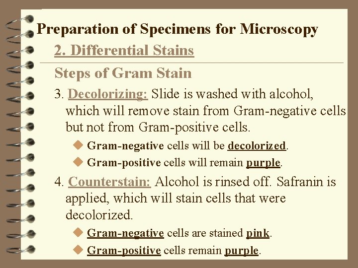 Preparation of Specimens for Microscopy 2. Differential Stains Steps of Gram Stain 3. Decolorizing: