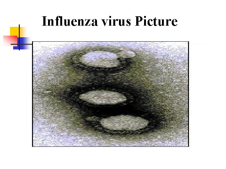 Influenza virus Picture 