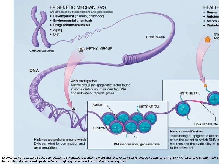 http: //www. google. com/imgres? imgurl=http: //upload. wikimedia. org/wikipedia/commons/d/dd/Epigenetic_mechanisms. jpg&imgrefurl=http: //en. wikipedia. org/wiki/Epigenetics&h=485&w=700& &zoom=1&docid=o 0