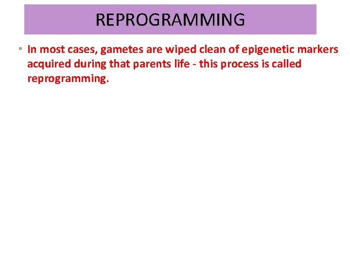 REPROGRAMMING • In most cases, gametes are wiped clean of epigenetic markers acquired during