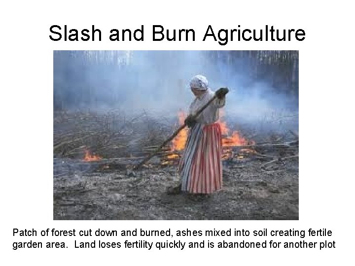 Slash and Burn Agriculture Patch of forest cut down and burned, ashes mixed into