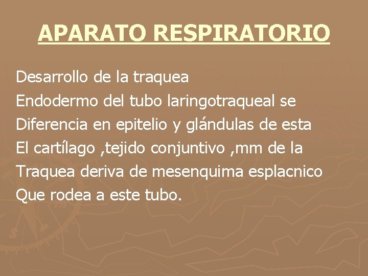 APARATO RESPIRATORIO Desarrollo de la traquea Endodermo del tubo laringotraqueal se Diferencia en epitelio