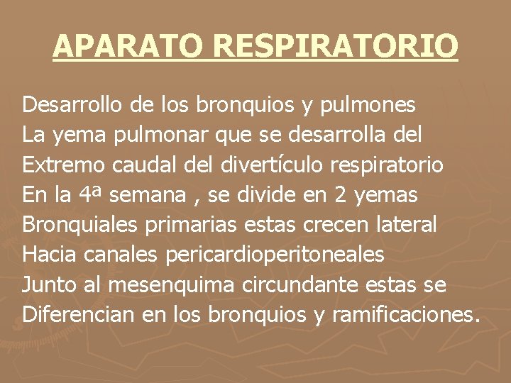 APARATO RESPIRATORIO Desarrollo de los bronquios y pulmones La yema pulmonar que se desarrolla