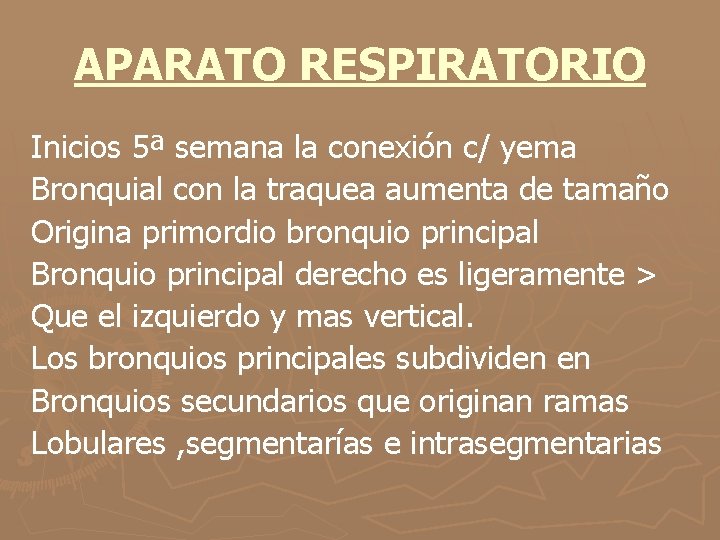 APARATO RESPIRATORIO Inicios 5ª semana la conexión c/ yema Bronquial con la traquea aumenta