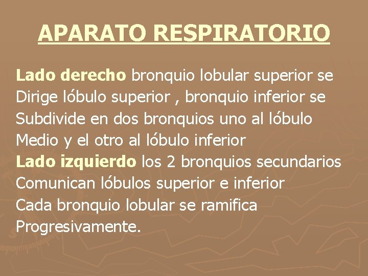 APARATO RESPIRATORIO Lado derecho bronquio lobular superior se Dirige lóbulo superior , bronquio inferior