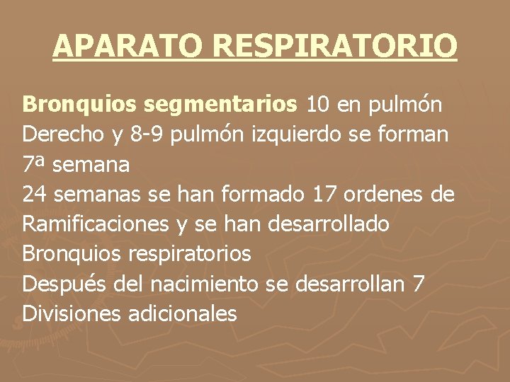 APARATO RESPIRATORIO Bronquios segmentarios 10 en pulmón Derecho y 8 -9 pulmón izquierdo se