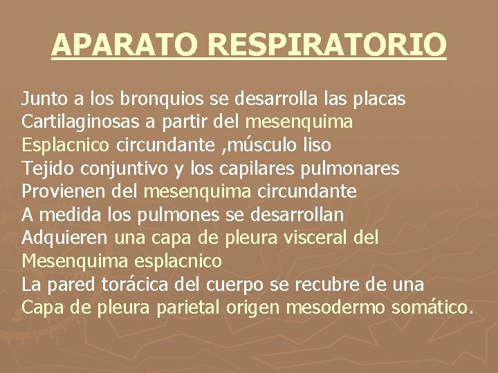 APARATO RESPIRATORIO Junto a los bronquios se desarrolla las placas Cartilaginosas a partir del