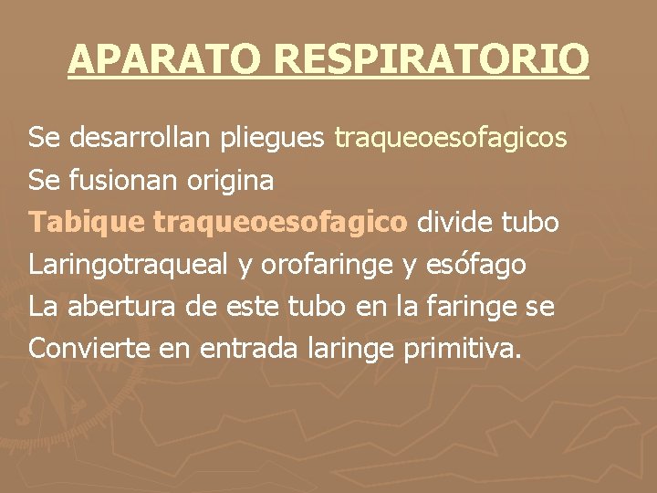 APARATO RESPIRATORIO Se desarrollan pliegues traqueoesofagicos Se fusionan origina Tabique traqueoesofagico divide tubo Laringotraqueal