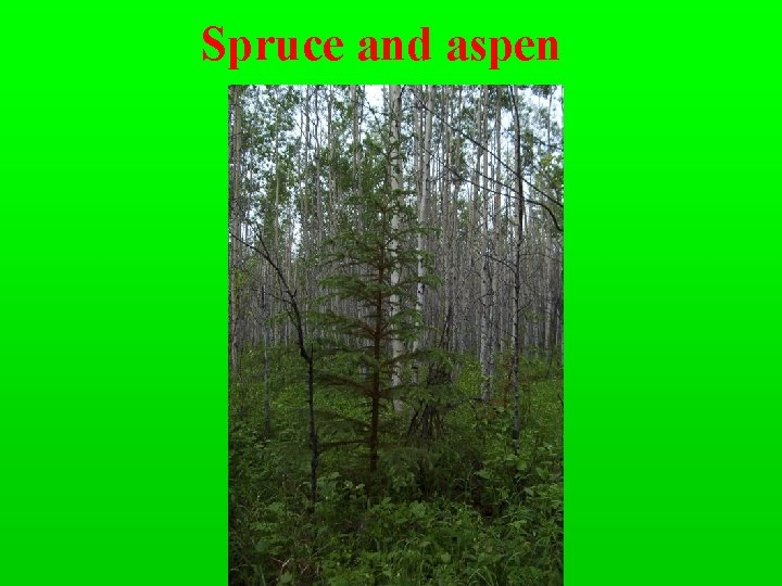 Spruce and aspen 