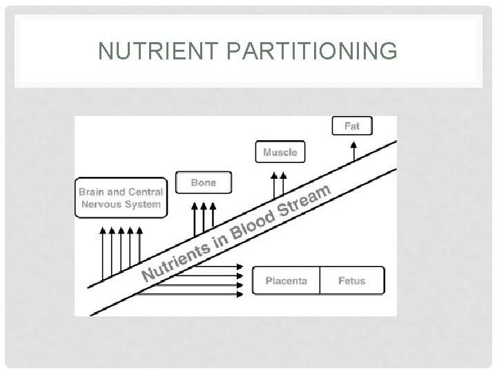 NUTRIENT PARTITIONING 