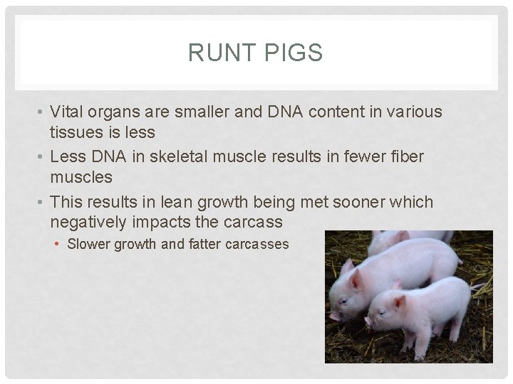 RUNT PIGS • Vital organs are smaller and DNA content in various tissues is