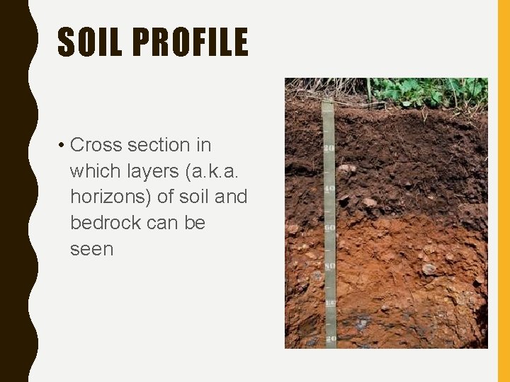 SOIL PROFILE • Cross section in which layers (a. k. a. horizons) of soil