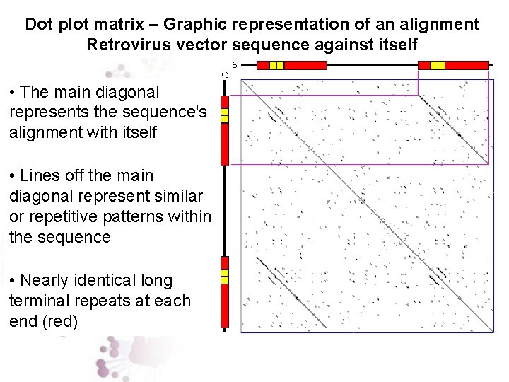 Dot plot matrix – Graphic representation of an alignment Retrovirus vector sequence against itself