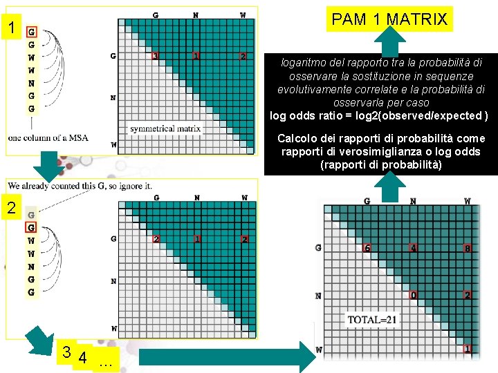 PAM 1 MATRIX 1 logaritmo del rapporto tra la probabilità di osservare la sostituzione