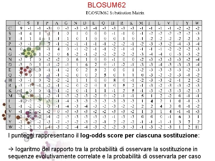 BLOSUM 62 I punteggi rappresentano il log-odds score per ciascuna sostituzione: logaritmo del rapporto