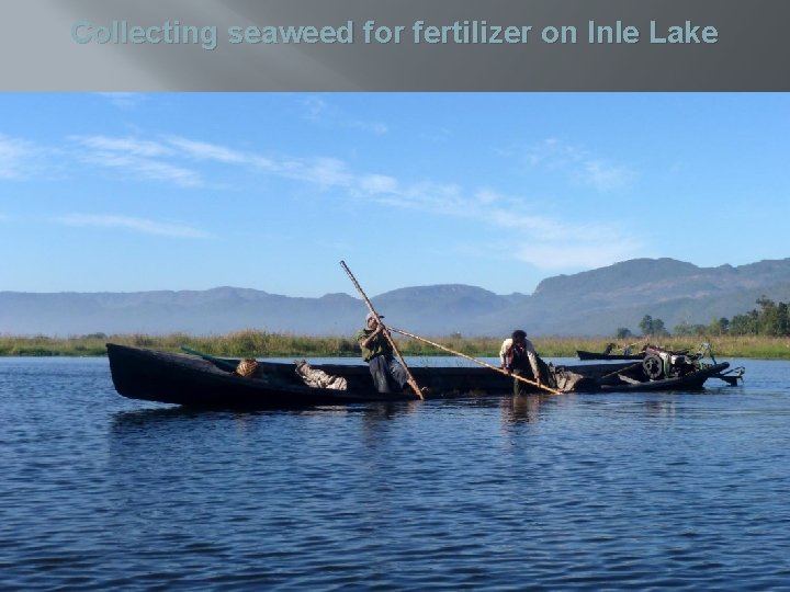 Collecting seaweed for fertilizer on Inle Lake 