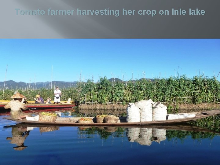 Tomato farmer harvesting her crop on Inle lake 