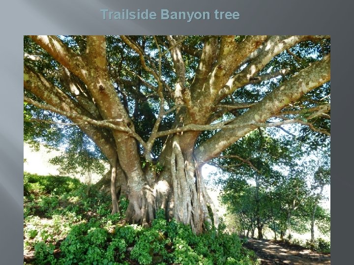 Trailside Banyon tree 