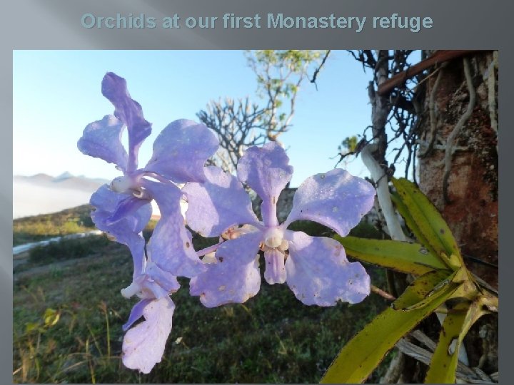 Orchids at our first Monastery refuge 