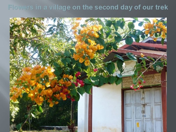 Flowers in a village on the second day of our trek 