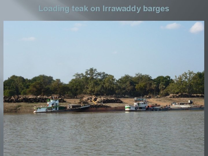 Loading teak on Irrawaddy barges 