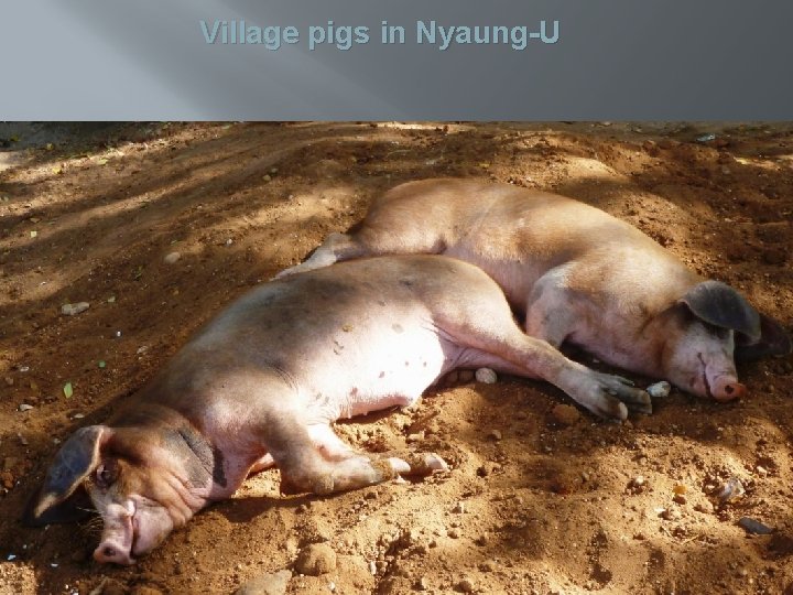 Village pigs in Nyaung-U 