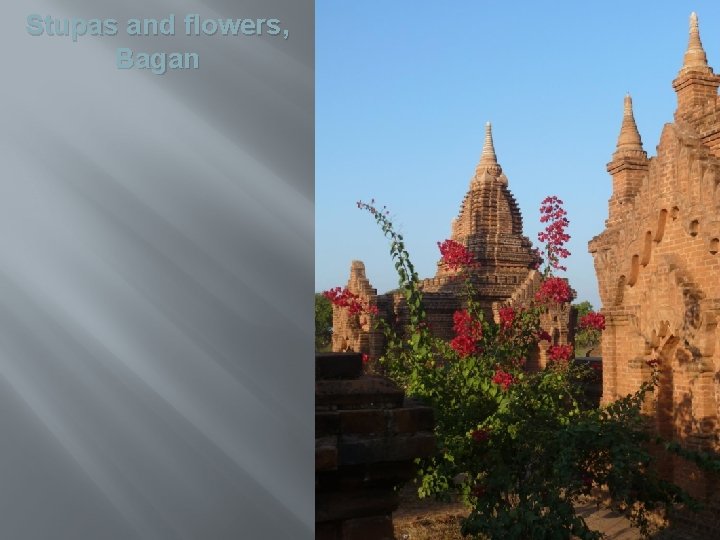 Stupas and flowers, Bagan 