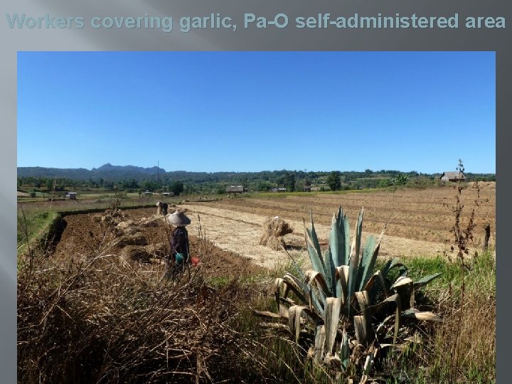 Workers covering garlic, Pa-O self-administered area 