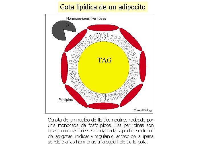 Gota lipídica de un adipocito TAG Consta de un nucleo de lípidos neutros rodeado