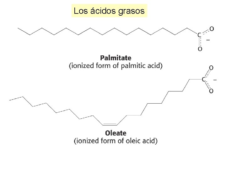 Los ácidos grasos 