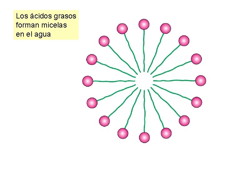 Los ácidos grasos forman micelas en el agua 